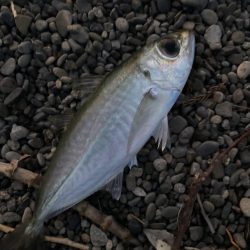 久々にショアジギング！