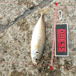 今日もアジングしなが青物調査