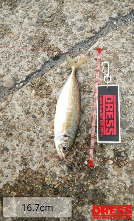 今日もアジングしなが青物調査