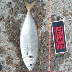 アジング、アジでかい