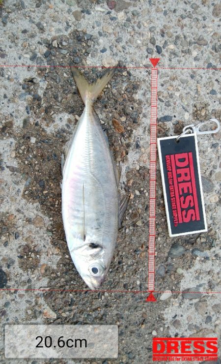 アジング、アジでかい