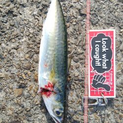 祝日、酷暑、アジ、サバ、イワシ