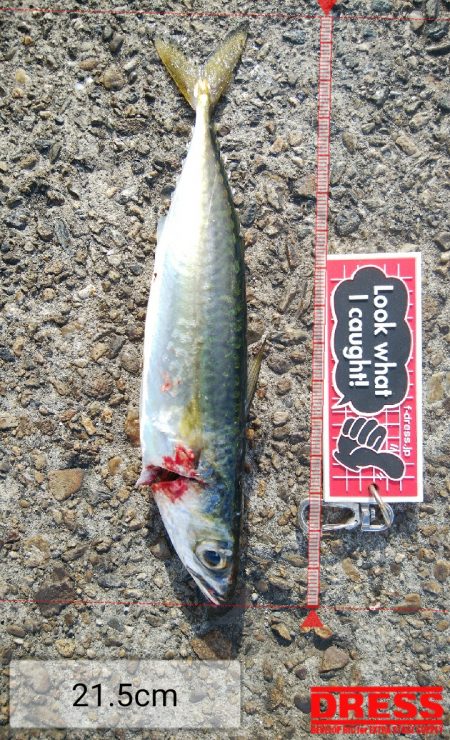 祝日、酷暑、アジ、サバ、イワシ