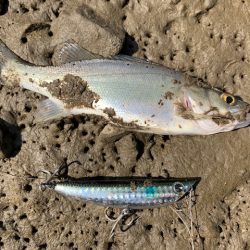 トップ調査の短時間釣行