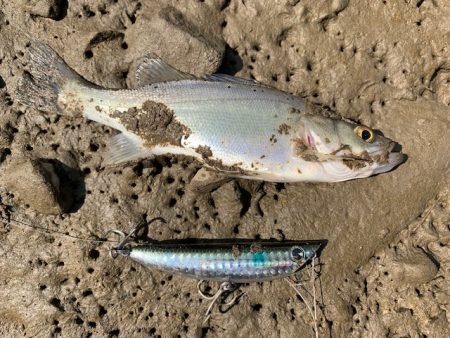 トップ調査の短時間釣行