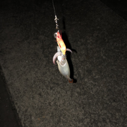 初めてのケンサキイカ