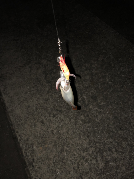 初めてのケンサキイカ