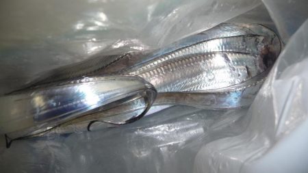 人が多い人工島