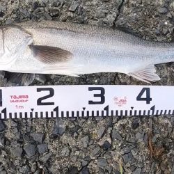 朝マズメ、二日連続釣果！！トップシーバス出た！！60㎝弱！！