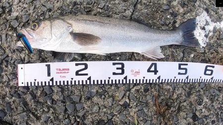 朝マズメ、二日連続釣果！！トップシーバス出…