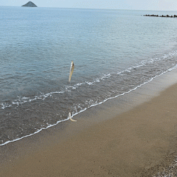 鳥取サーフでキス釣り(2020-2)