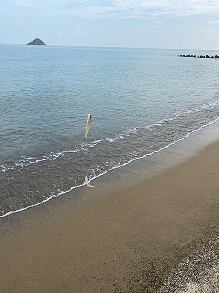 鳥取サーフでキス釣り(2020-2)