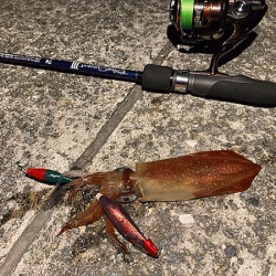 瀬戸内の島ケンサキイカエギング(2020-1)