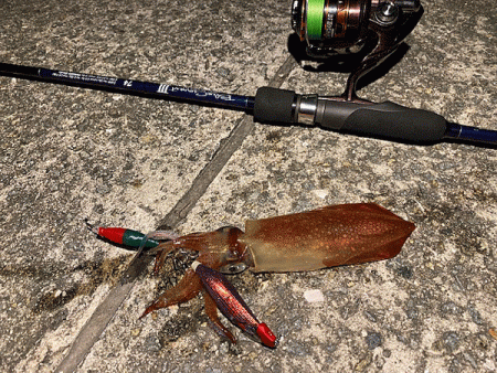 瀬戸内の島ケンサキイカエギング(2020-1)