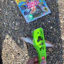 姫路で良型キス釣り(2020-3)