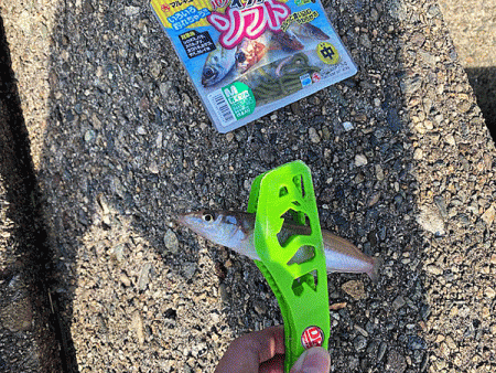 姫路で良型キス釣り(2020-3)