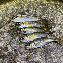 瀬戸内の島アジング(2020-13)