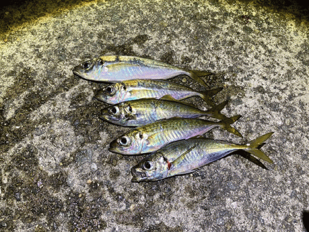 瀬戸内の島アジング(2020-13)