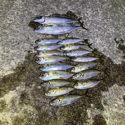 瀬戸内の島アジング(2020-13)