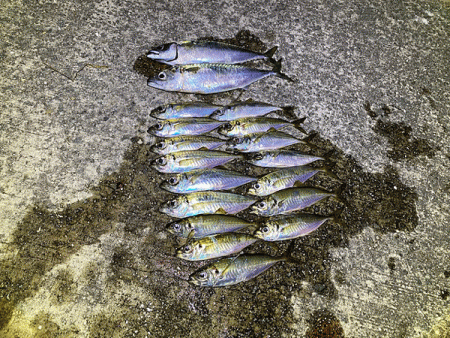 瀬戸内の島アジング(2020-13)