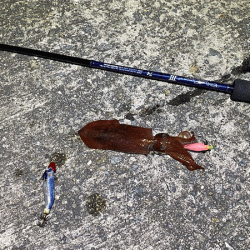 瀬戸内の島ケンサキイカエギング(2020-3)