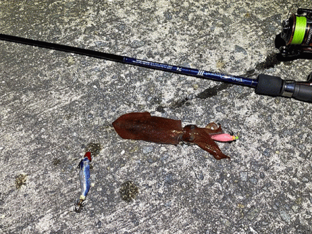 瀬戸内の島ケンサキイカエギング(2020-3)