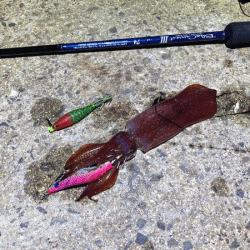 瀬戸内の島ケンサキエギング（2020-4)