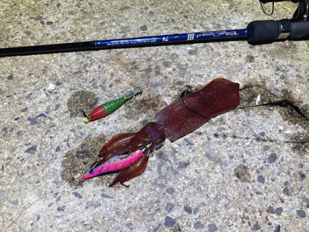 瀬戸内の島ケンサキエギング（2020-4)