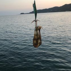 夏イカ狙いとカンパチ狙いで地磯釣行