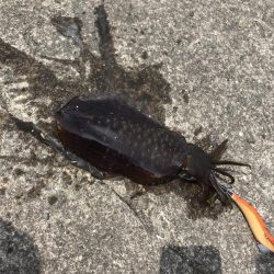 8月の和歌山でええのん釣れた夏イカエギング!