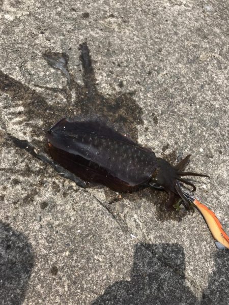 8月の和歌山でええのん釣れた夏イカエギング!