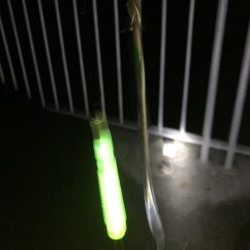 今年初の太刀魚