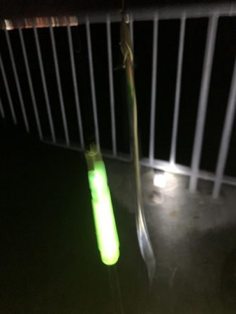 今年初の太刀魚