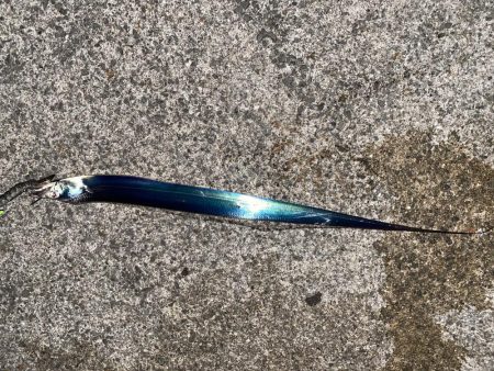 やっと釣れたけど、、