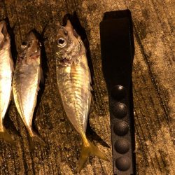 アジはまだ小さいのばかり