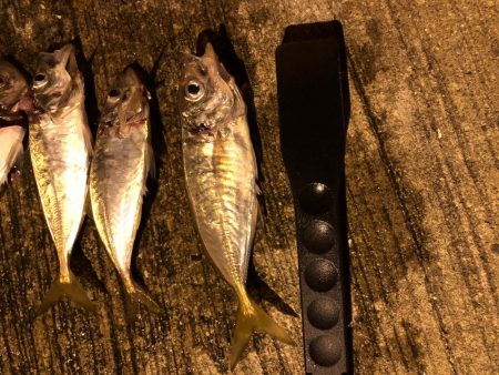 アジはまだ小さいのばかり