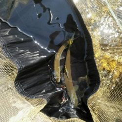 安曇川広瀬で友釣り