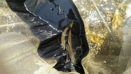 安曇川広瀬で友釣り