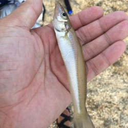 夏休みはキス、ガシラでスタート！