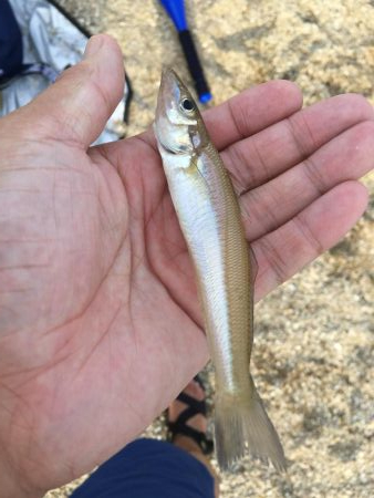 夏休みはキス、ガシラでスタート！