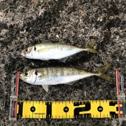 デカアジ・デカカマス