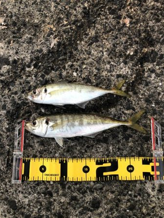 デカアジ・デカカマス