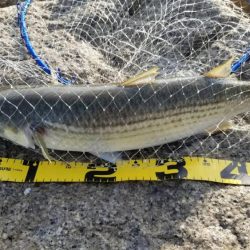 ボララッシュ。