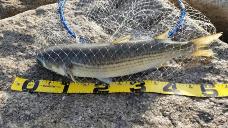 ボララッシュ。