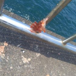 トリックサビキ