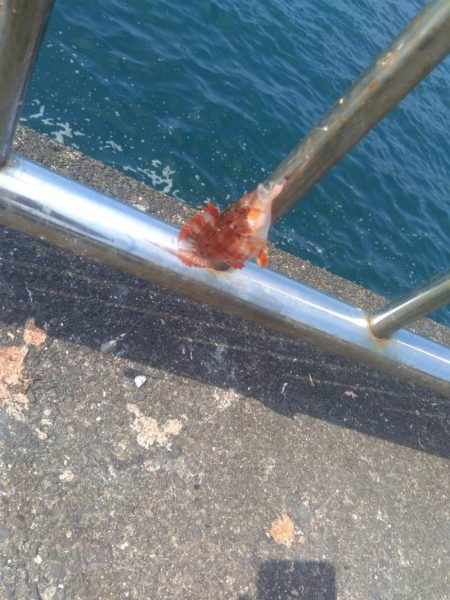 トリックサビキ