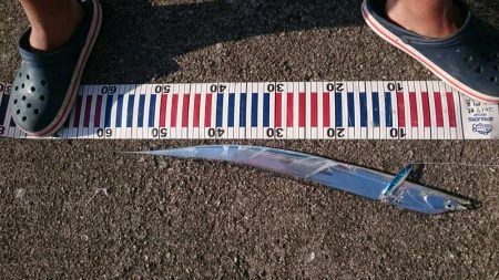 ショアジギ&飲ませ