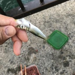 バラティな魚種