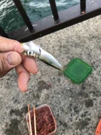 バラティな魚種