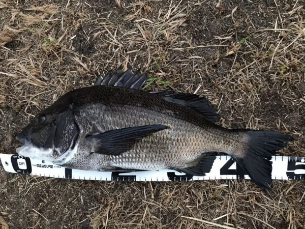 イチノ兄弟、釣果!